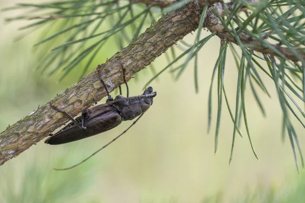 Bir ağaç dalı, Ergates faber Longhorn böceği — Stok fotoğraf