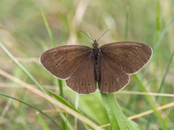 Ringlet in the grass, Aphantopus hyperantus — Stock Photo, Image