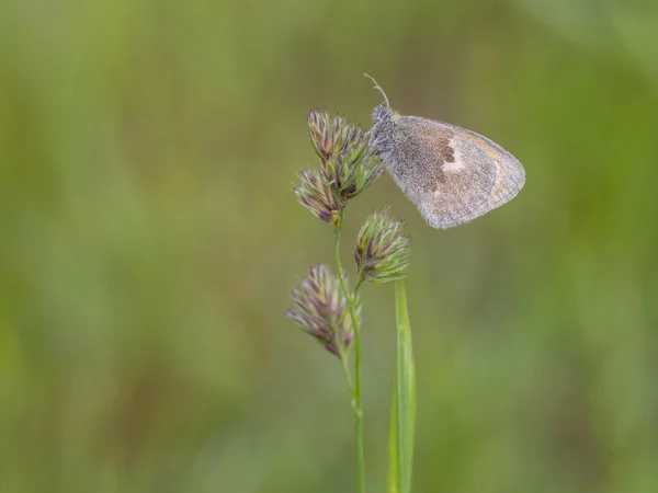 Μικρό Heath, Coenonympha pamphilus — Φωτογραφία Αρχείου