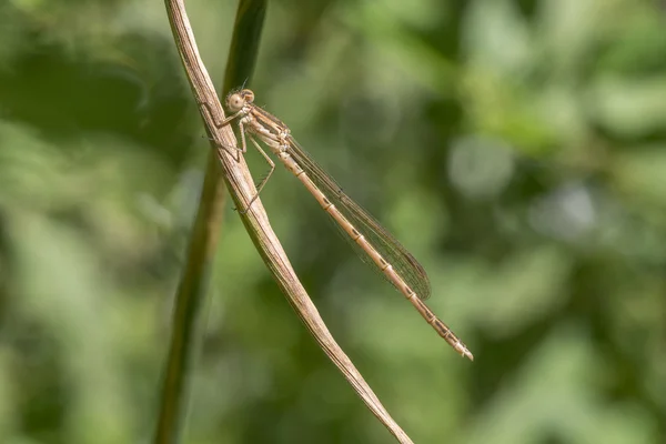 Damselfly inverno comum, Sympecma fusca — Fotografia de Stock