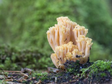 Güzel clavaria, Ramaria formosa