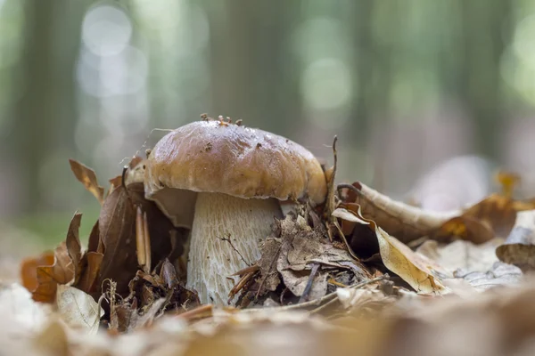 Koning boleet, Boletus edulis — Stockfoto