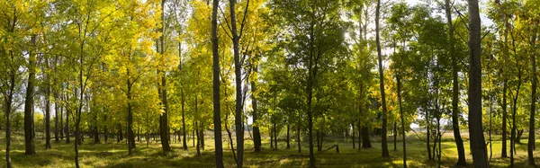 Sun-flooded deciduous forest in late summer