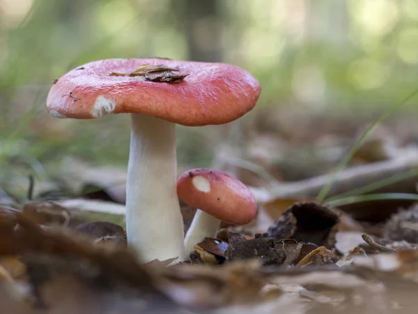 Doente de Beechwood, Russula nobilis — Fotografia de Stock