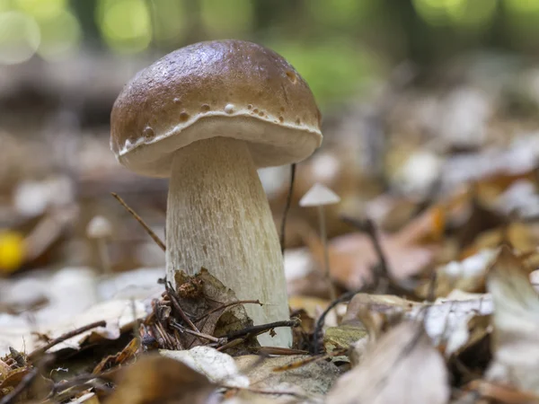 Bolete-rei, Boletus edulis — Fotografia de Stock