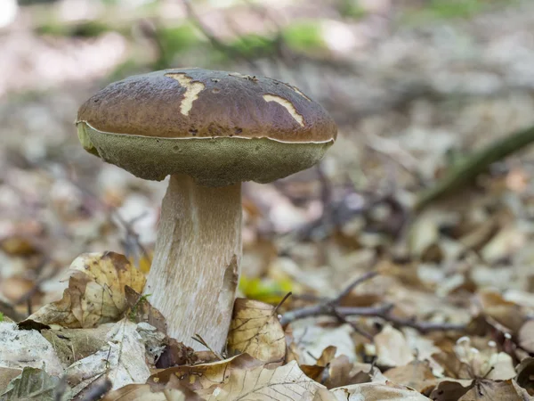 Koning boleet, Boletus edulis — Stockfoto