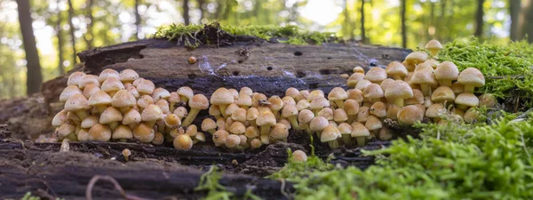 Honingzwam tegen een boomstam — Stockfoto