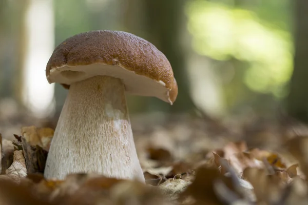 Bolete-rei, Boletus edulis — Fotografia de Stock