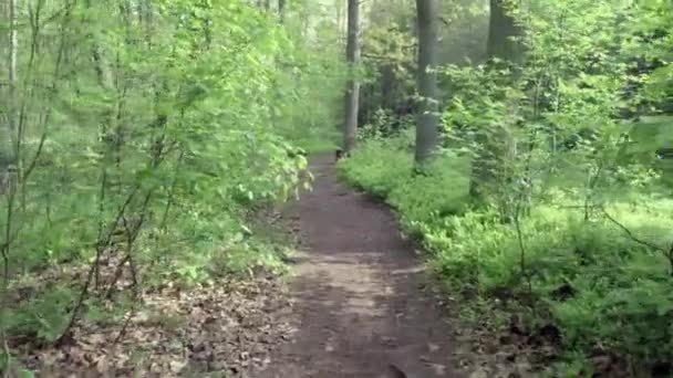 Прогулка по лесу — стоковое видео