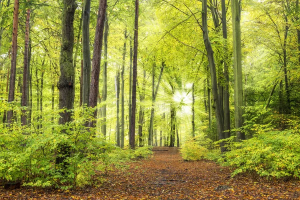 Forest with sun rays