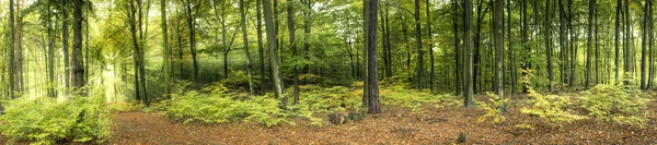 Forest with sun rays, panoramic — Stock Photo, Image