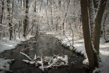 Ormanda güneşli bir kış günü