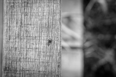 Eski ahşap arka planda siyah noktalı küçük kırmızı uğur böceği manzarası, açık havada sonbahar. siyah ve beyaz