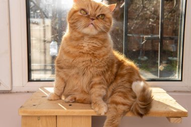 Bsg kırmızı egzotik kedi pencerede oturuyor. Komik hayvanlar. Yıkama, oyun, poz.