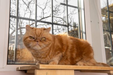 Bsg kırmızı egzotik kedi pencerede oturuyor. Büyük gözler. Komik hayvanlar. çalmalar