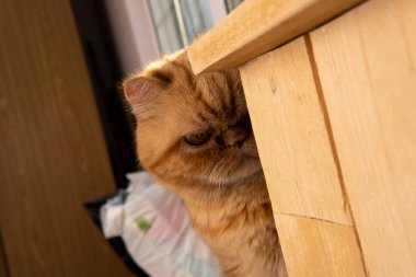 Bsg kırmızı egzotik kedi pencerede oturuyor. Büyük gözler. Komik hayvanlar. çalmalar