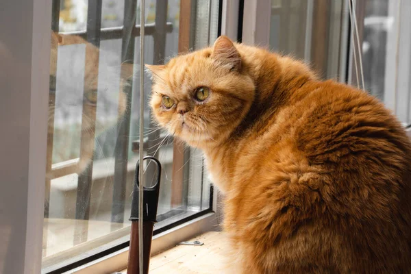 Bsg Vörös Egzotikus Macska Ablaknál Nézi Utcát Meglepetés Sokk Nagy — Stock Fotó