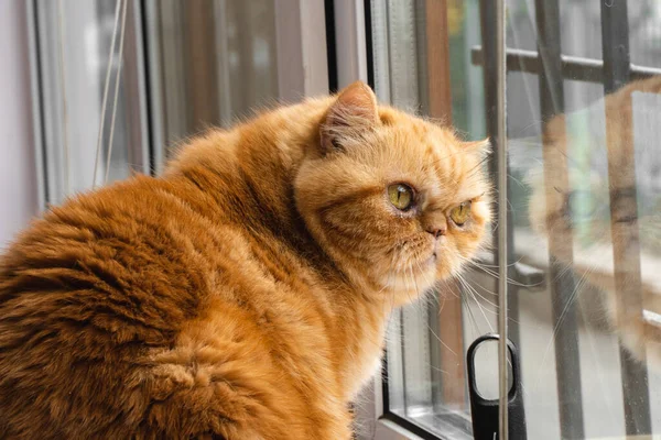 Bsg Vörös Egzotikus Macska Ablaknál Nézi Utcát Meglepetés Sokk Nagy — Stock Fotó