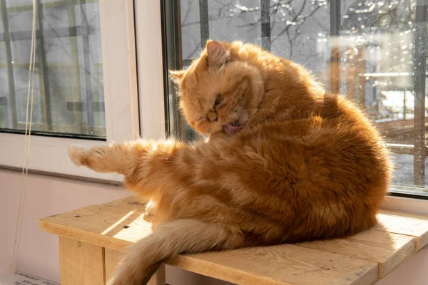 Bsg Vörös Egzotikus Macska Ablaknál Vicces Állatok Mosni Játszani Pózolni — Stock Fotó