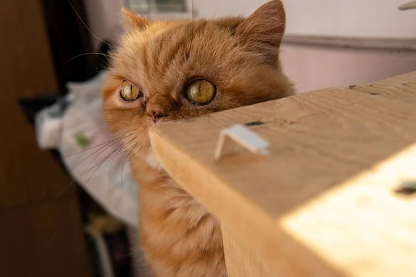 Pisica Exotică Roșie Bsg Stă Lângă Fereastră Ochi Mari Animale — Fotografie, imagine de stoc