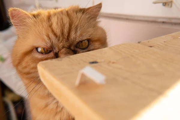 Bsg Czerwony Egzotyczny Kot Siedzi Przy Oknie Wielkie Oczy Śmieszne — Zdjęcie stockowe
