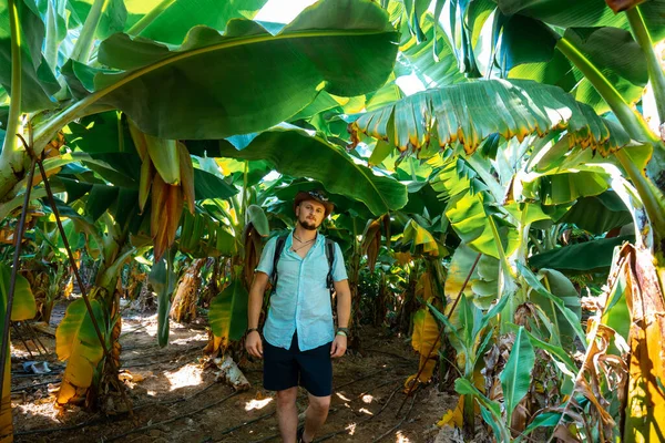 Reizigers Wandelingen Bananenplantage Bladeren Vruchten Bloemen Onderdeel Van Tour Entertainment — Stockfoto