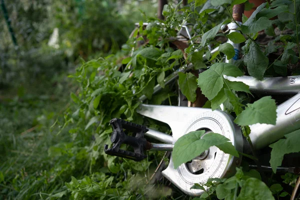 버려진 자전거는 기어오르는 식물로 뒤덮여 있었다 — 스톡 사진