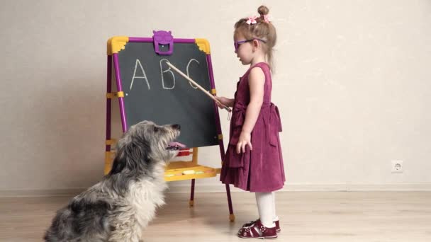 女の子教師が学校で犬と遊んで英語の手紙を見せます。犬は私の隣に座って黒板を見ない — ストック動画