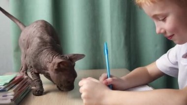 Kızıl saçlı bir çocuk bir masada oturur ve okul için ödev yapar. Yanında, sfenks kodu masanın üzerinde yürüyor, ve çocuk gülümsüyor, sırtını ve başını okşuyor.