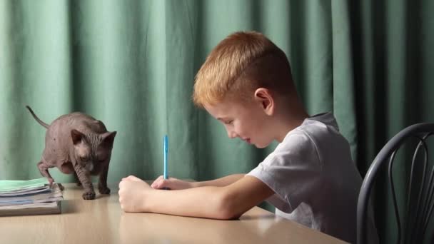 Een roodharige jongen zit aan een bureau en doet huiswerk voor school. naast hem, de sfinx code loopt op de tafel, en de jongen, glimlachend, klopte hem op de rug en hoofd — Stockvideo