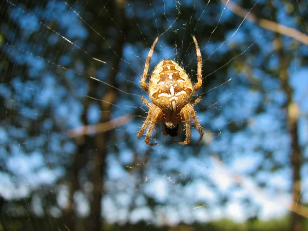 Cross Orb-Weaver Araneus diadematus A huge brown spider cross sits on a circular web its body glows in the rays of the sun and all the hairs on its body and legs are visible