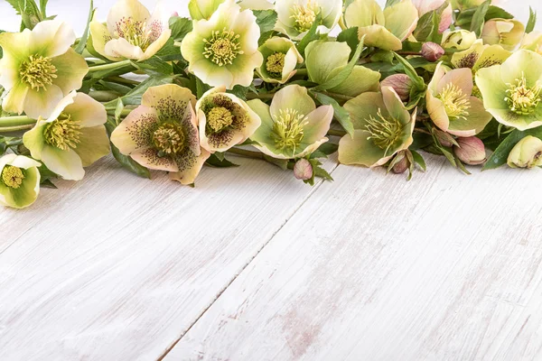 Frühlingsblumen von Helleborus auf hellem Holz (helleborus orientalis) — Stockfoto