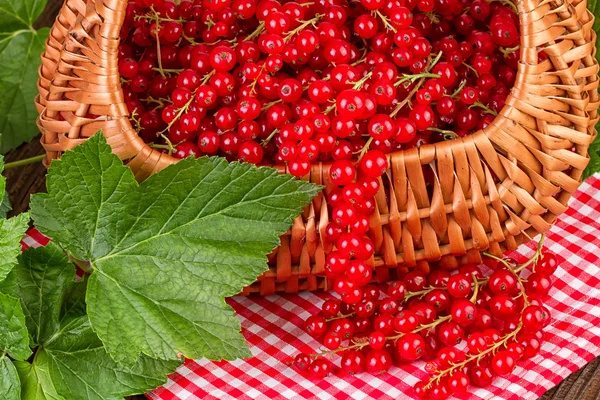 Basket of red currant — Stock Photo, Image