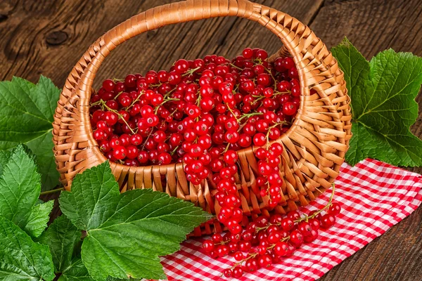 Bayas de grosella roja — Foto de Stock