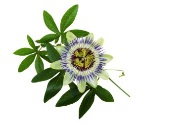 Passiflora veya tutku çiçek. Homeopatik bitki.