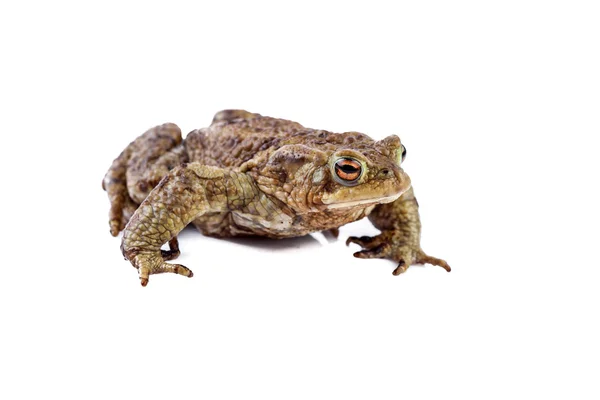 Kikker of Common toad of Europese pad (Bufo bufo) — Stockfoto