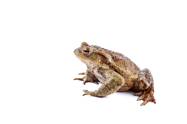 Rana o sapo común (Bufo bufo ) — Foto de Stock