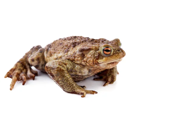 Лягушка или жаба — стоковое фото