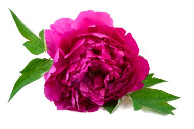 Beyaz üzerine pembe Şakayık çiçeği