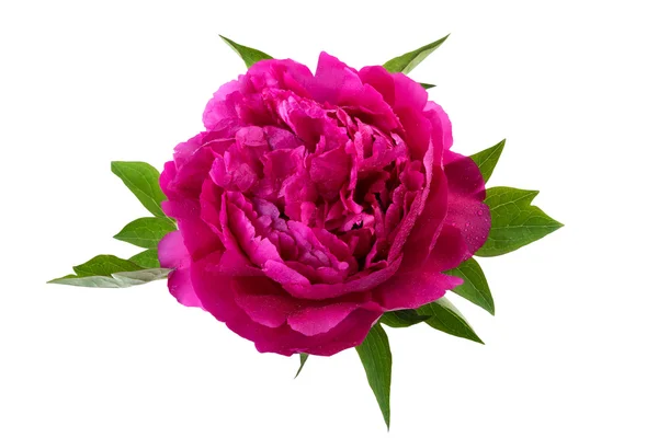 Peony flower pink color — Stock Photo, Image