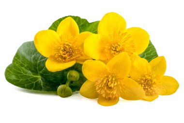 Caltha (Caltha palustris sarı çiçek) 