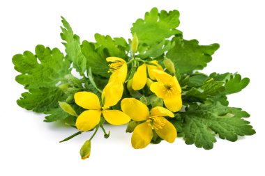 Chelidonium homeopatik bitki çiçek ile