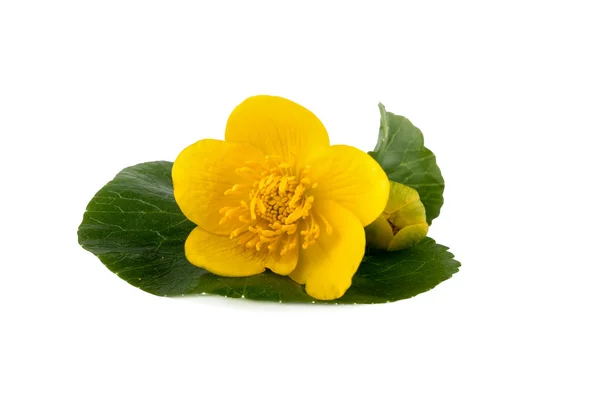 Flor amarela de caltha (Caltha palustris) sobre fundo branco — Fotografia de Stock