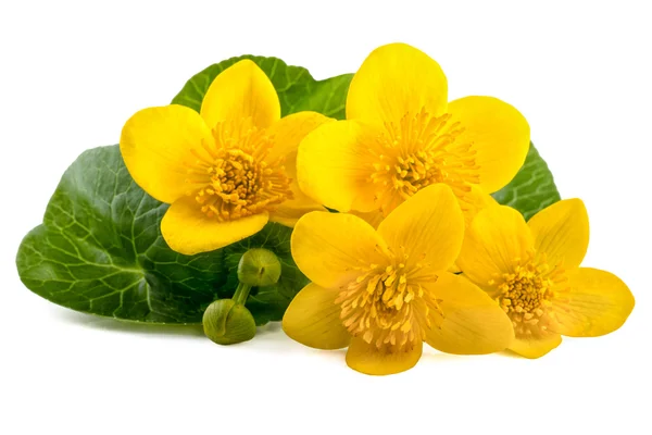 Caltha (Caltha palustris sarı çiçek) — Stok fotoğraf