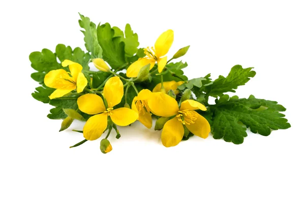 Chelidonium veya daha fazla kırlangıçotu homeopatik bitki 
