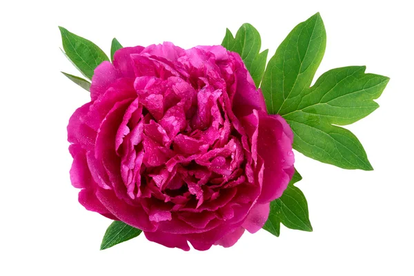 Peony flower with leaves closeup — Stock Photo, Image