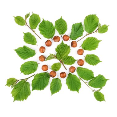 Beyaz yaprakları ile aranjman fındık fıstık. Düz yatıyordu, en iyi görünümü. 