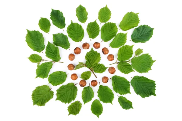 Grüne Blätter mit Filbernüssen in runder Form auf weiß angeordnet. Ansicht von oben. — Stockfoto