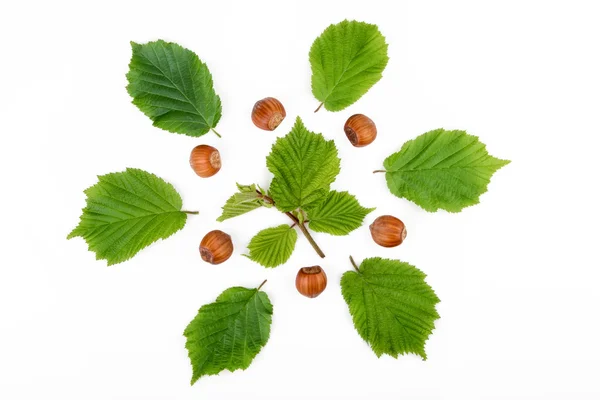 Hazelnuts with leaves isolated on white background. Top view. — Stock Photo, Image