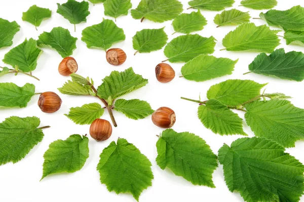 Padrão brilhante verde com feito de nozes de filbert e folhas. Fechar. . — Fotografia de Stock